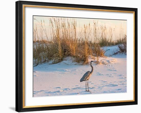 A Great Blue Heron Walks on Fort Pickens Beach in the Gulf Islands National Seashore, Florida.-Colin D Young-Framed Photographic Print