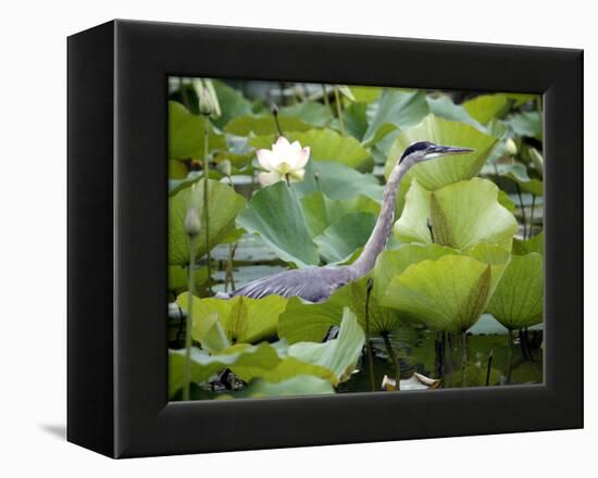 A Great Blue Heron Walks Through a Patch of Lotus Flowers-null-Framed Premier Image Canvas