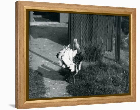 A Great Bustard Displaying its Feathers at London Zoo, May 1914-Frederick William Bond-Framed Premier Image Canvas