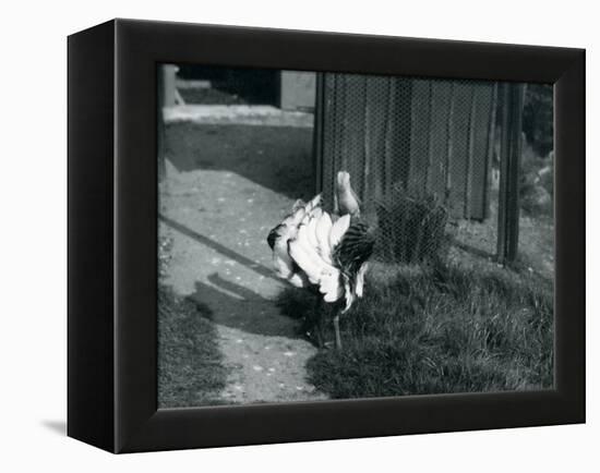 A Great Bustard Displaying its Feathers at London Zoo, May 1914-Frederick William Bond-Framed Premier Image Canvas