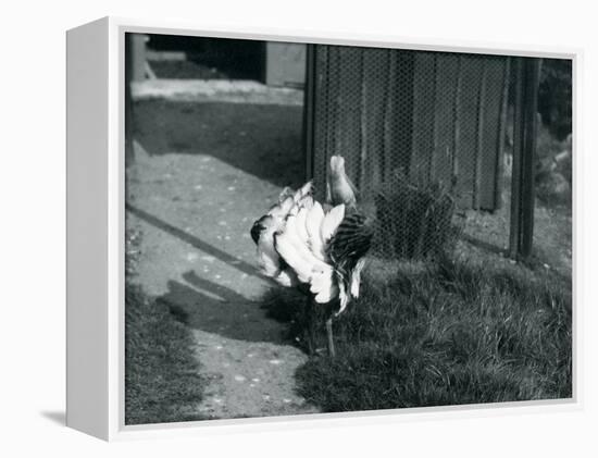 A Great Bustard Displaying its Feathers at London Zoo, May 1914-Frederick William Bond-Framed Premier Image Canvas