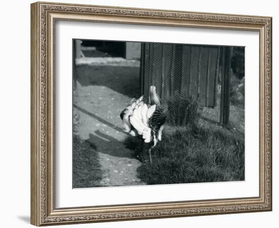 A Great Bustard Displaying its Feathers at London Zoo, May 1914-Frederick William Bond-Framed Photographic Print