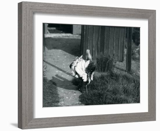 A Great Bustard Displaying its Feathers at London Zoo, May 1914-Frederick William Bond-Framed Photographic Print