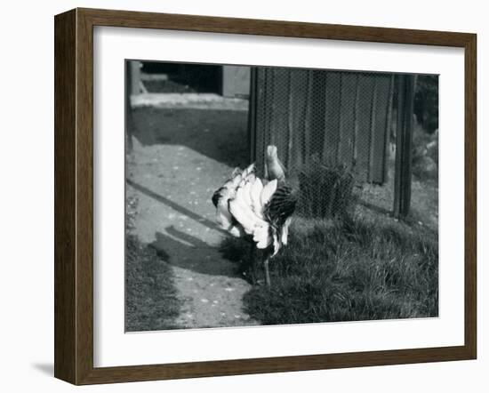 A Great Bustard Displaying its Feathers at London Zoo, May 1914-Frederick William Bond-Framed Photographic Print