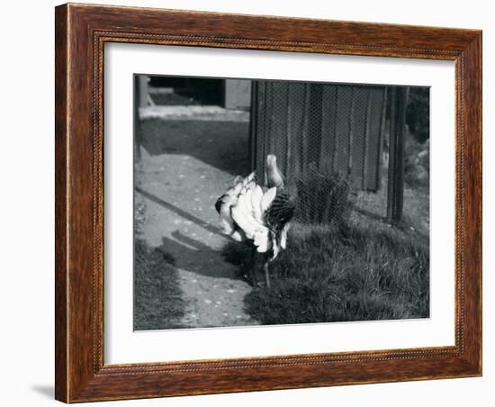 A Great Bustard Displaying its Feathers at London Zoo, May 1914-Frederick William Bond-Framed Photographic Print