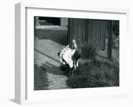 A Great Bustard Displaying its Feathers at London Zoo, May 1914-Frederick William Bond-Framed Photographic Print