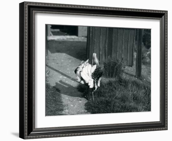 A Great Bustard Displaying its Feathers at London Zoo, May 1914-Frederick William Bond-Framed Photographic Print