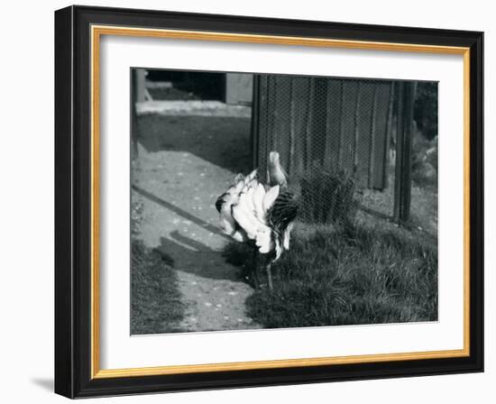 A Great Bustard Displaying its Feathers at London Zoo, May 1914-Frederick William Bond-Framed Photographic Print