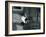 A Great Bustard Displaying its Feathers at London Zoo, May 1914-Frederick William Bond-Framed Photographic Print