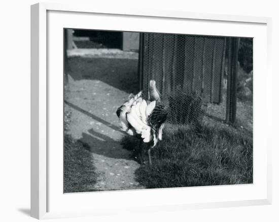 A Great Bustard Displaying its Feathers at London Zoo, May 1914-Frederick William Bond-Framed Photographic Print