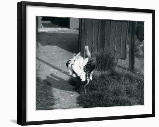 A Great Bustard Displaying its Feathers at London Zoo, May 1914-Frederick William Bond-Framed Photographic Print