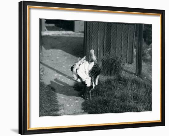 A Great Bustard Displaying its Feathers at London Zoo, May 1914-Frederick William Bond-Framed Photographic Print