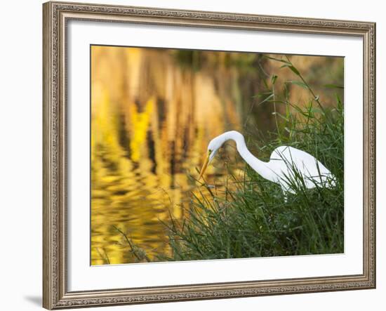 A Great Egret Fishing in Ibirapuera Park at Sunset-Alex Saberi-Framed Photographic Print