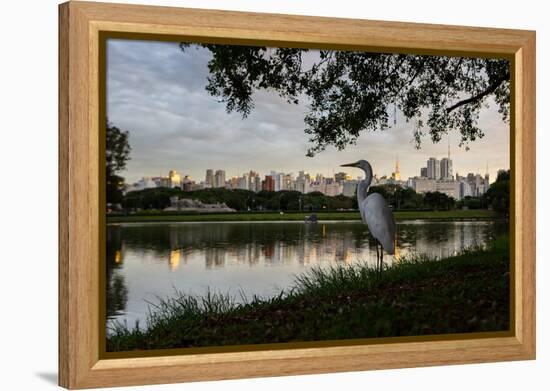 A Great Egret Looks Out over a Lake in Sao Paulo's Ibirapuera Park-Alex Saberi-Framed Premier Image Canvas