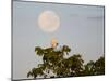 A Great Egret on a Tree Top in the Pantanal-Alex Saberi-Mounted Photographic Print
