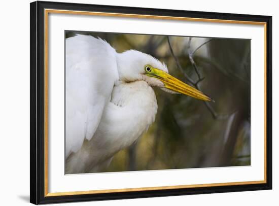 A Great Egret Stares Into The Distance. Blackwater Wildlife Refuge. Cambridge, MD-Karine Aigner-Framed Photographic Print