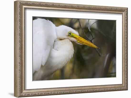 A Great Egret Stares Into The Distance. Blackwater Wildlife Refuge. Cambridge, MD-Karine Aigner-Framed Photographic Print