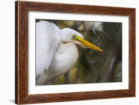 A Great Egret Stares Into The Distance. Blackwater Wildlife Refuge. Cambridge, MD-Karine Aigner-Framed Photographic Print