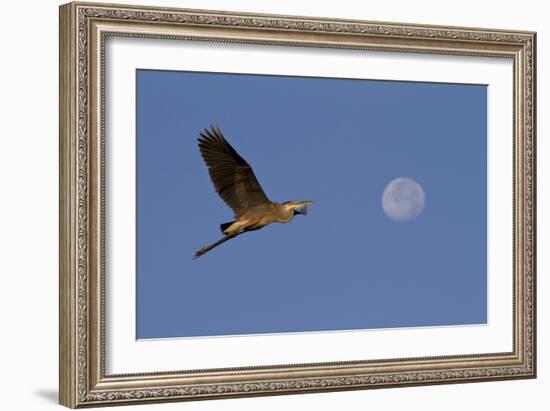 A Great Gray Heron Flies By A Morning Moon In The Blackwater Wildlife Refuge In Cambridge, MD-Karine Aigner-Framed Photographic Print