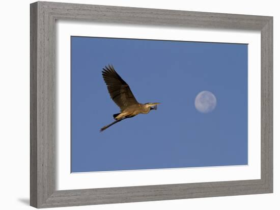 A Great Gray Heron Flies By A Morning Moon In The Blackwater Wildlife Refuge In Cambridge, MD-Karine Aigner-Framed Photographic Print