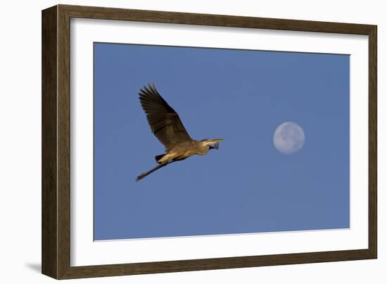 A Great Gray Heron Flies By A Morning Moon In The Blackwater Wildlife Refuge In Cambridge, MD-Karine Aigner-Framed Photographic Print