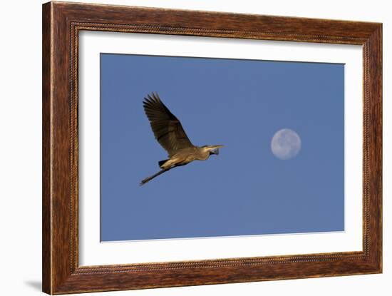 A Great Gray Heron Flies By A Morning Moon In The Blackwater Wildlife Refuge In Cambridge, MD-Karine Aigner-Framed Photographic Print