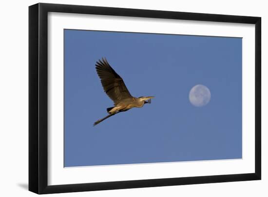 A Great Gray Heron Flies By A Morning Moon In The Blackwater Wildlife Refuge In Cambridge, MD-Karine Aigner-Framed Photographic Print