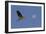 A Great Gray Heron Flies By A Morning Moon In The Blackwater Wildlife Refuge In Cambridge, MD-Karine Aigner-Framed Photographic Print