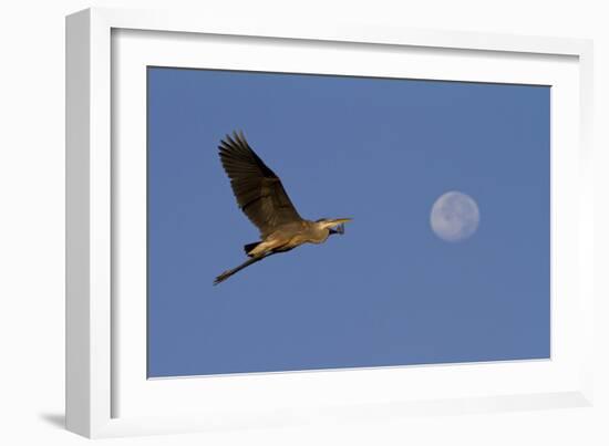 A Great Gray Heron Flies By A Morning Moon In The Blackwater Wildlife Refuge In Cambridge, MD-Karine Aigner-Framed Photographic Print