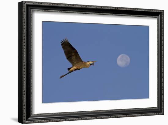 A Great Gray Heron Flies By A Morning Moon In The Blackwater Wildlife Refuge In Cambridge, MD-Karine Aigner-Framed Photographic Print