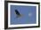 A Great Gray Heron Flies By A Morning Moon In The Blackwater Wildlife Refuge In Cambridge, MD-Karine Aigner-Framed Photographic Print