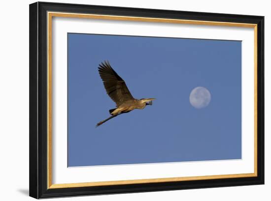 A Great Gray Heron Flies By A Morning Moon In The Blackwater Wildlife Refuge In Cambridge, MD-Karine Aigner-Framed Photographic Print