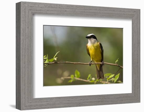 A Great Kiskadee (Pitangus sulphuratus) perching, Pantanal, Mato Grosso, Brazil, South America-Sergio Pitamitz-Framed Photographic Print