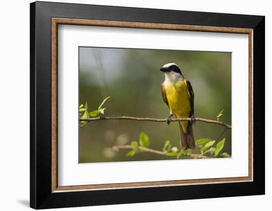 A Great Kiskadee (Pitangus sulphuratus) perching, Pantanal, Mato Grosso, Brazil, South America-Sergio Pitamitz-Framed Photographic Print