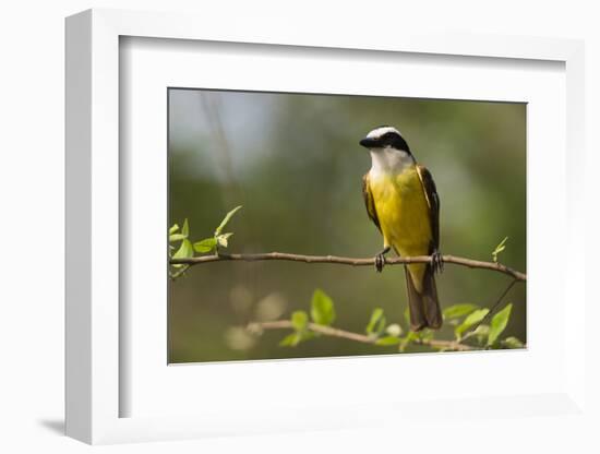 A Great Kiskadee (Pitangus sulphuratus) perching, Pantanal, Mato Grosso, Brazil, South America-Sergio Pitamitz-Framed Photographic Print