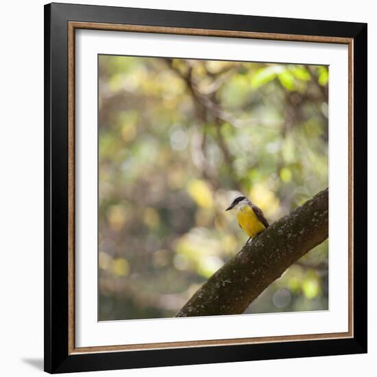 A Great Kiskadee, Pitangus Sulphuratus, Sits on a Tree Branch in Ibirapuera Park-Alex Saberi-Framed Photographic Print