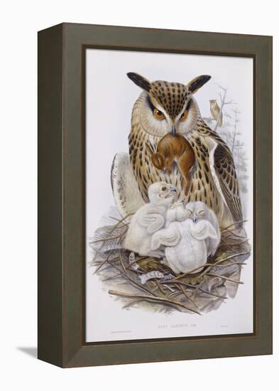 A Great Owl and Chicks, from 'The Birds of Europe', Published 1832-37-John Gould-Framed Premier Image Canvas