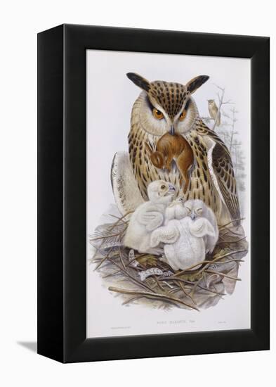 A Great Owl and Chicks, from 'The Birds of Europe', Published 1832-37-John Gould-Framed Premier Image Canvas