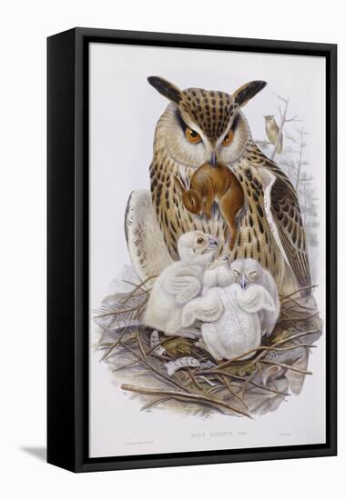 A Great Owl and Chicks, from 'The Birds of Europe', Published 1832-37-John Gould-Framed Premier Image Canvas