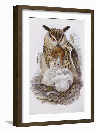 A Great Owl and Chicks, from 'The Birds of Europe', Published 1832-37-John Gould-Framed Giclee Print