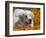 A Great Pyrenees Lying in a Field of Wild Poppy Flowers at Antelope Valley, California, USA-Zandria Muench Beraldo-Framed Photographic Print