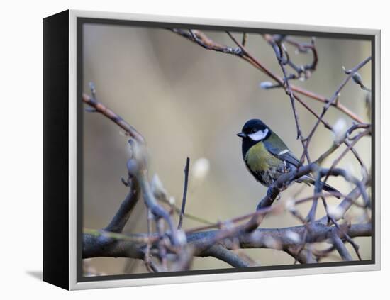 A Great Tit Rests on a Branch Amid Twigs in Richmond Park-Alex Saberi-Framed Premier Image Canvas