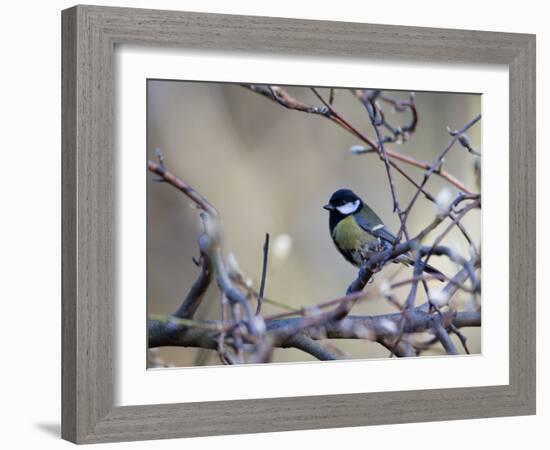 A Great Tit Rests on a Branch Amid Twigs in Richmond Park-Alex Saberi-Framed Photographic Print