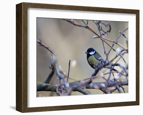 A Great Tit Rests on a Branch Amid Twigs in Richmond Park-Alex Saberi-Framed Photographic Print