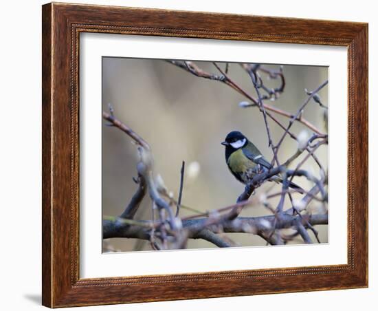 A Great Tit Rests on a Branch Amid Twigs in Richmond Park-Alex Saberi-Framed Photographic Print