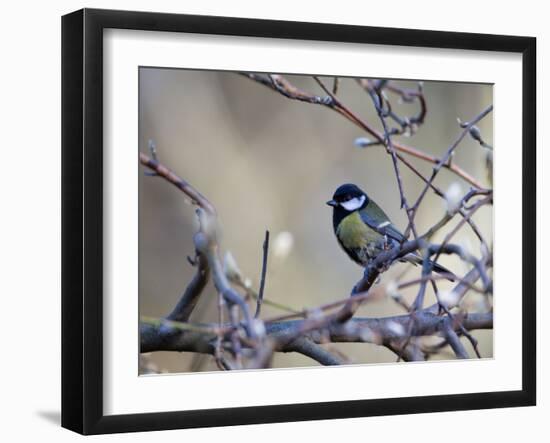 A Great Tit Rests on a Branch Amid Twigs in Richmond Park-Alex Saberi-Framed Photographic Print