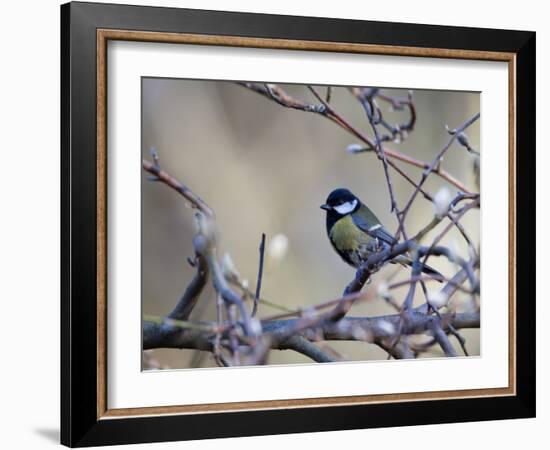 A Great Tit Rests on a Branch Amid Twigs in Richmond Park-Alex Saberi-Framed Photographic Print