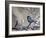 A Great Tit Rests on a Branch Amid Twigs in Richmond Park-Alex Saberi-Framed Photographic Print