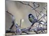 A Great Tit Rests on a Branch Amid Twigs in Richmond Park-Alex Saberi-Mounted Photographic Print