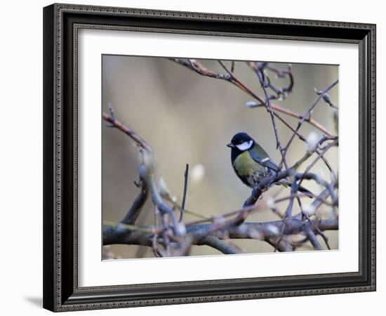 A Great Tit Rests on a Branch Amid Twigs in Richmond Park-Alex Saberi-Framed Photographic Print